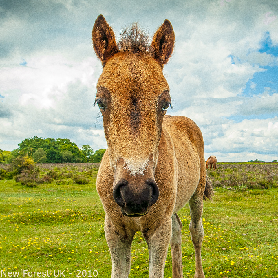 animals-003
