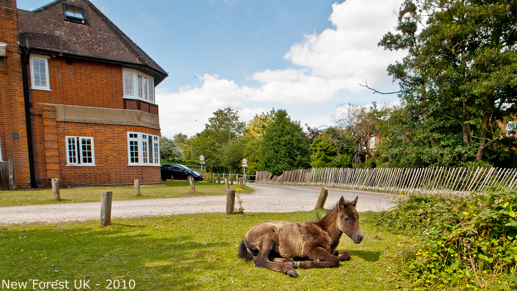 animals-004