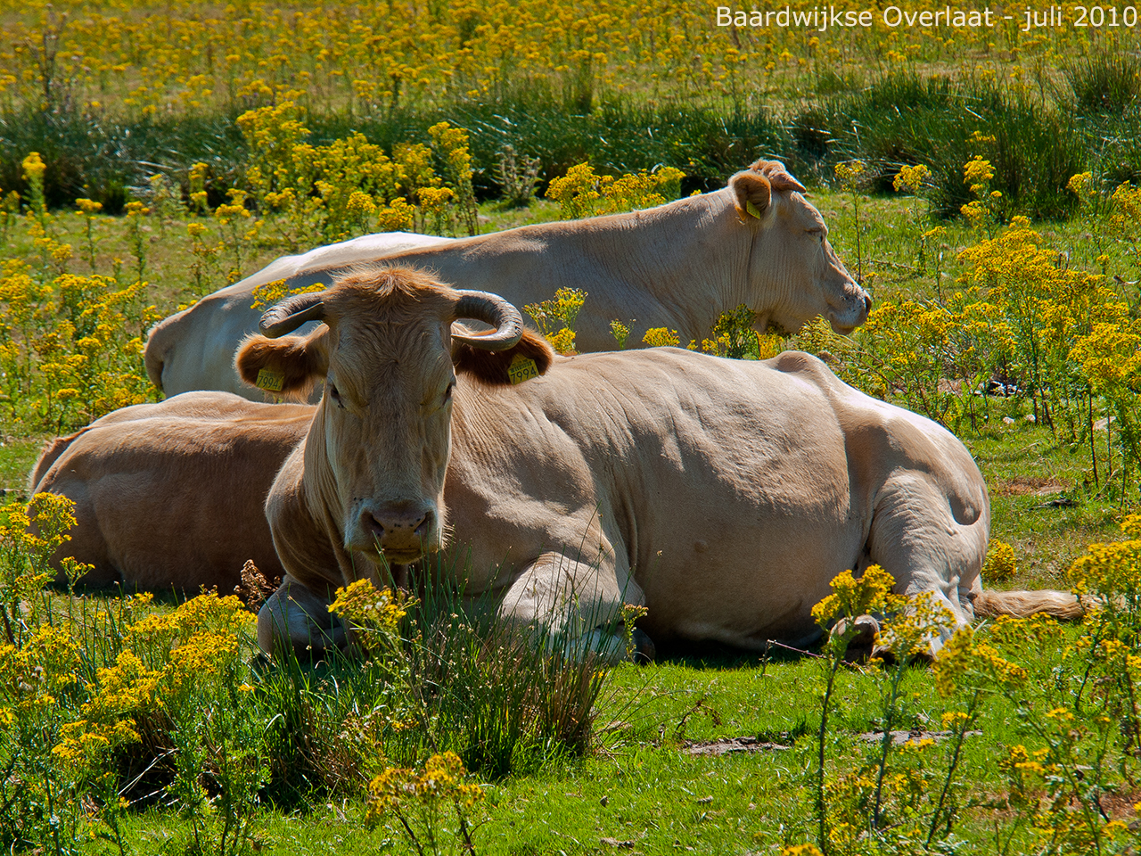 animals-006