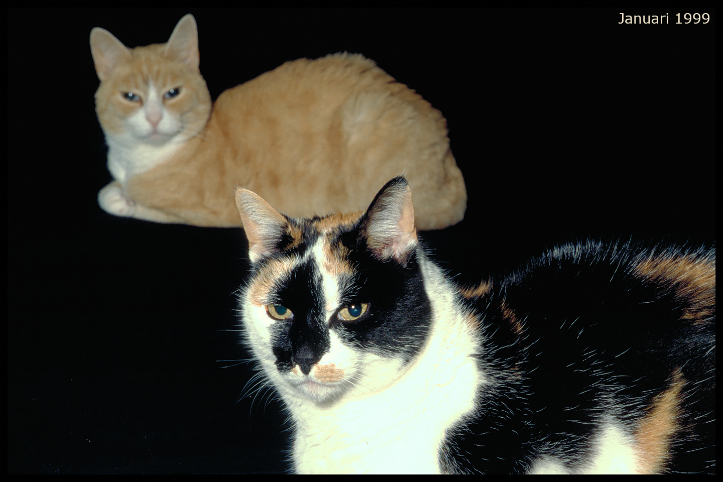 animals-011