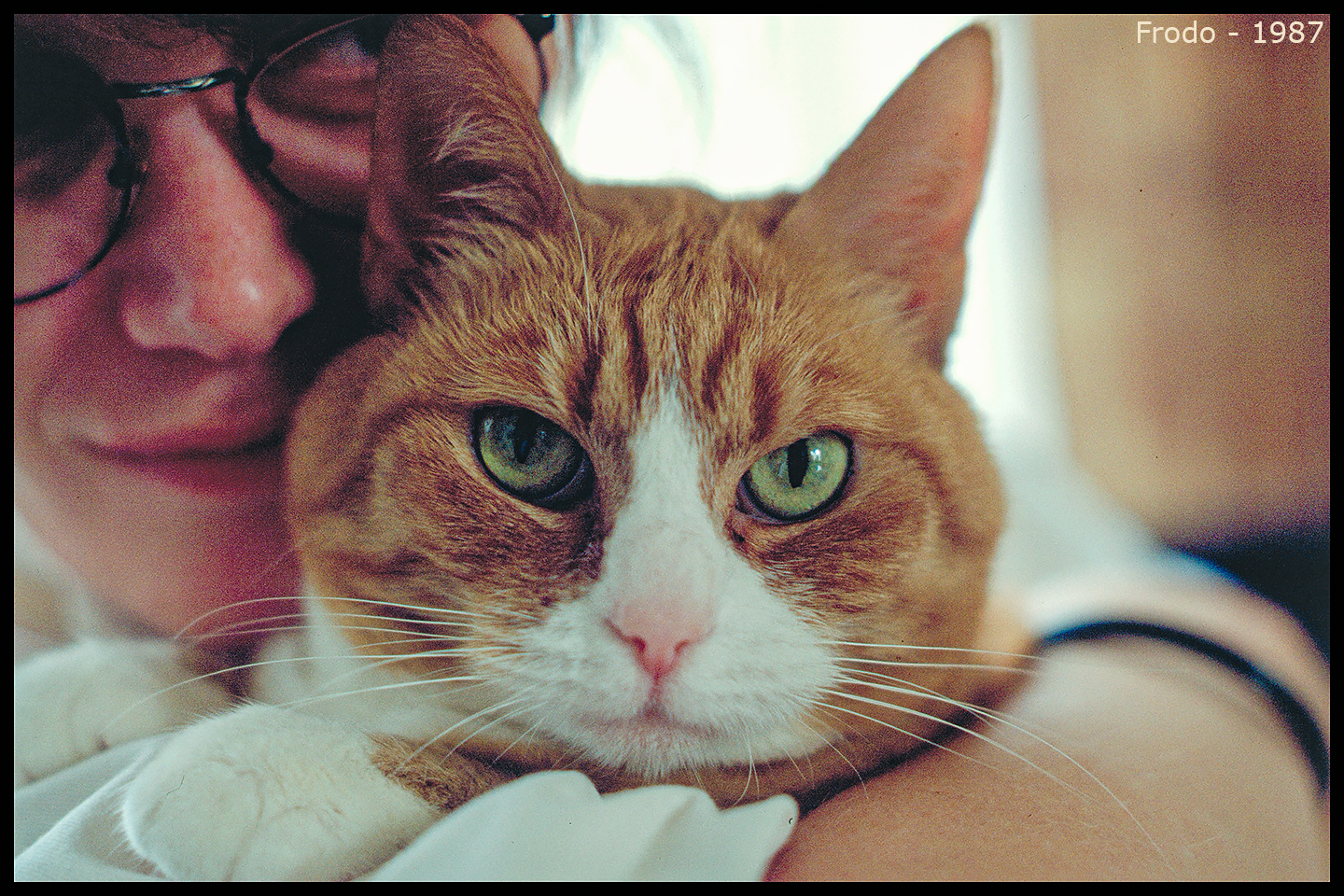 animals-016