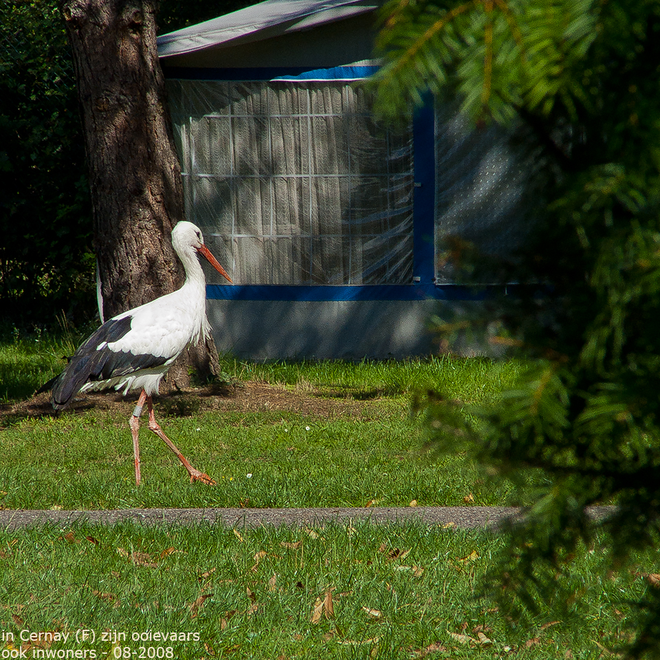 animals-023