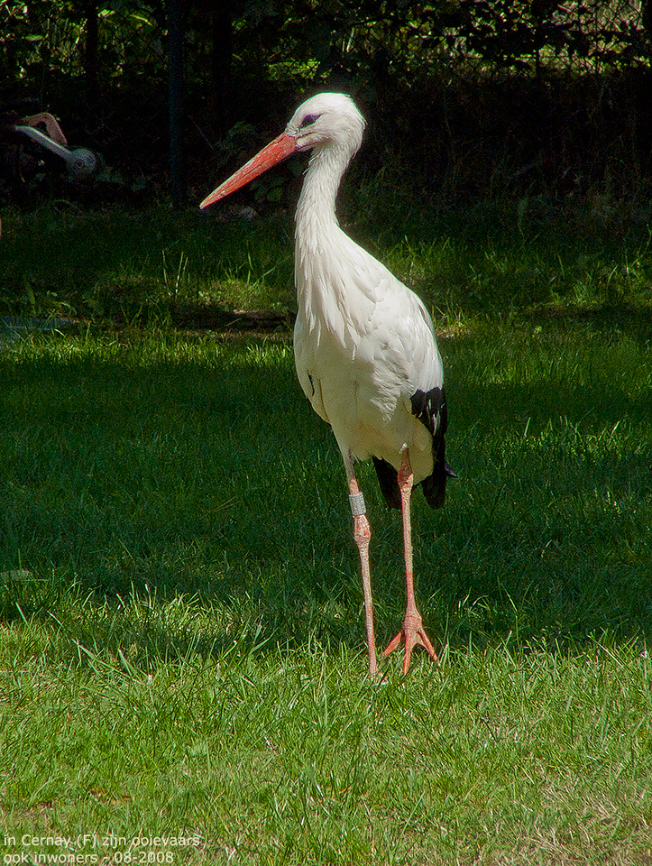 animals-024