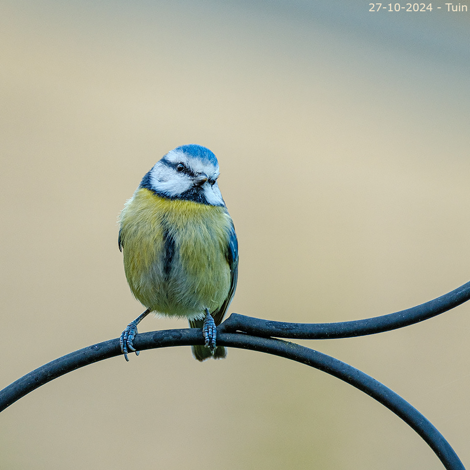 animals-035