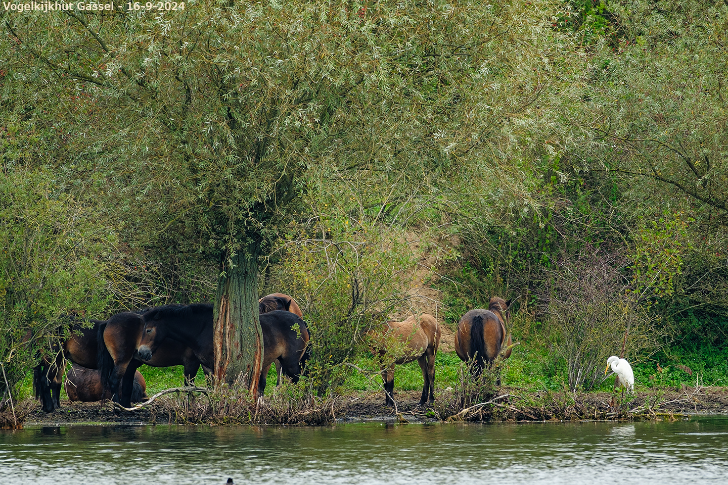 animals-037