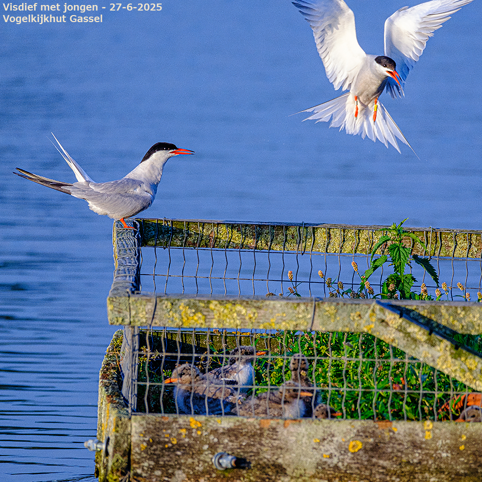 animals-054