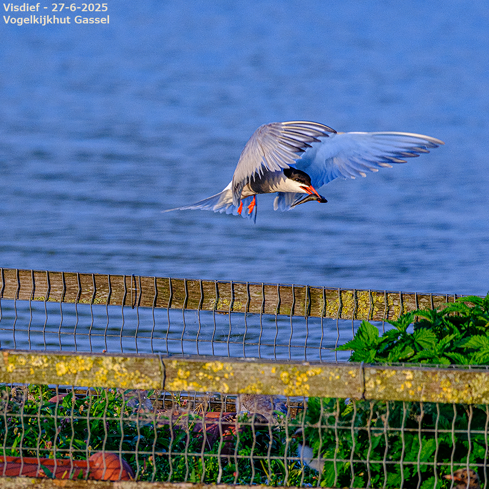 animals-055