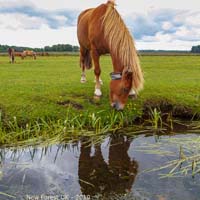 animals-002