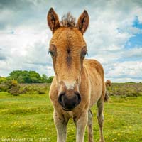 animals-003
