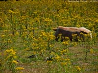 animals-005