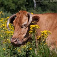 animals-008
