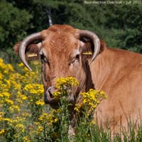 animals-009