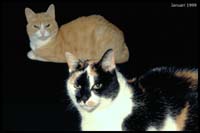 animals-011
