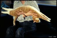 animals-013