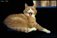 animals-014