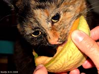 animals-015