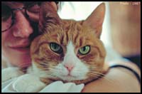 animals-016
