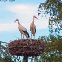 animals-019