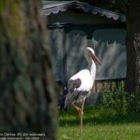 animals-022