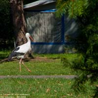 animals-023