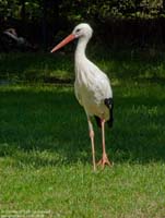 animals-024