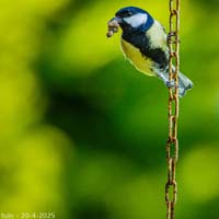 animals-028