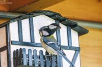 animals-029