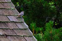 animals-031