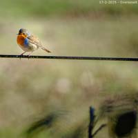 animals-033