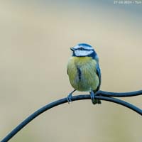 animals-034
