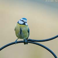 animals-035