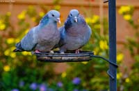 animals-036