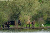 animals-037