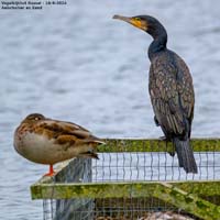 animals-039