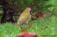animals-041