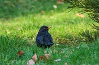 animals-046
