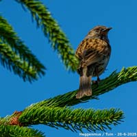 animals-047