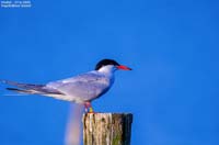 animals-052