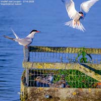 animals-054