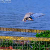 animals-055
