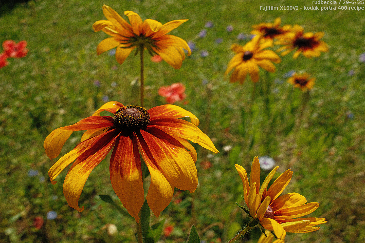 sooc_053
