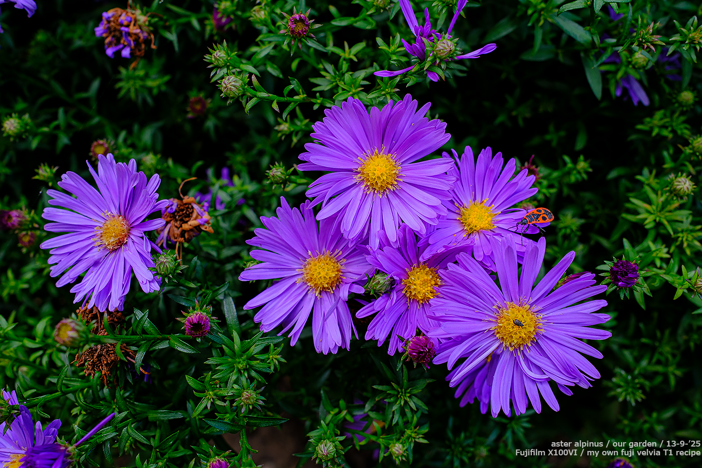 sooc_056
