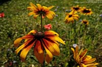 sooc_052